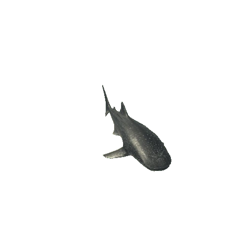 Shark_Whale_FV_RM_LP