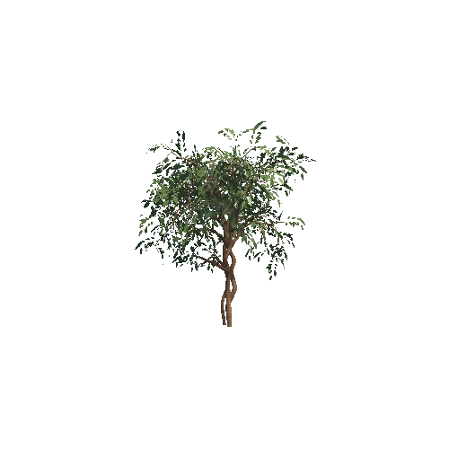 ficus_tree