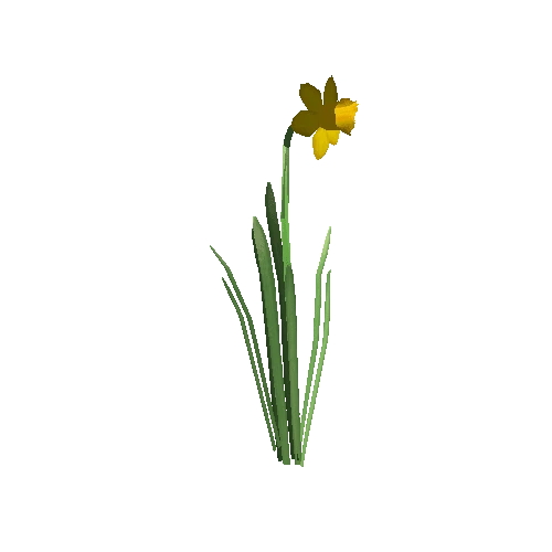 Narcissus1A