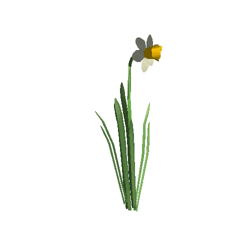 Narcissus1B