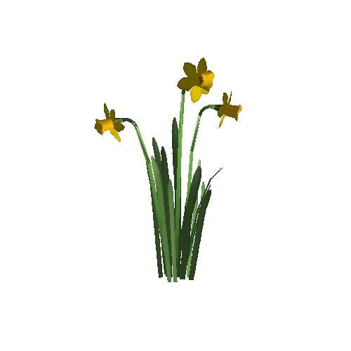 Narcissus2A