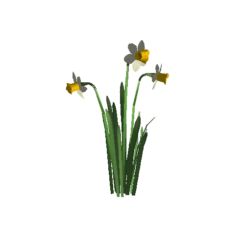 Narcissus2B