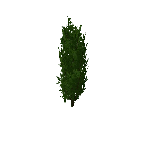 Cedar_LOD1