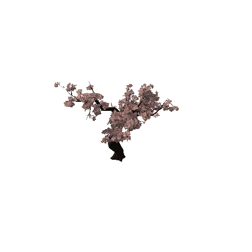 CherryBlossom