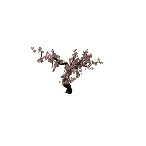 CherryBlossom_LOD1