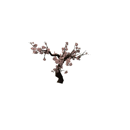 CherryBlossom_LOD2