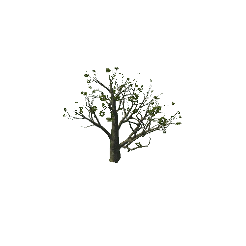 Oak_LOD2