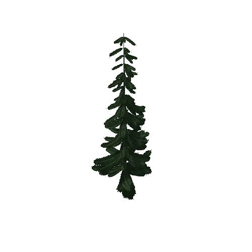 Pine