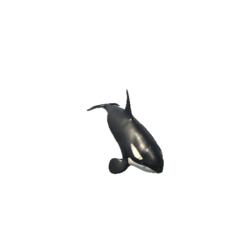 Killer_whale_FV_RM_HP