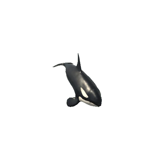 Killer_whale_FV_RM_LP