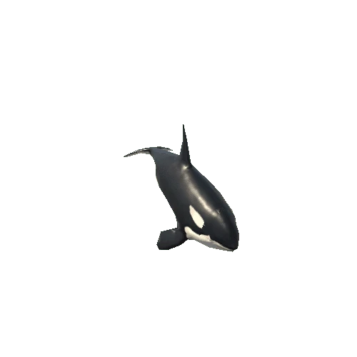 Killer_whale_FV_RM_SLP