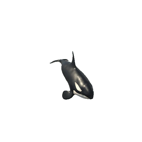 Killer_whale_SV_RM