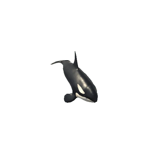 Killer_whale_SV_RM_LP