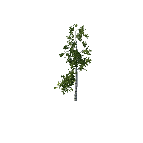 SmallBirch_LOD2