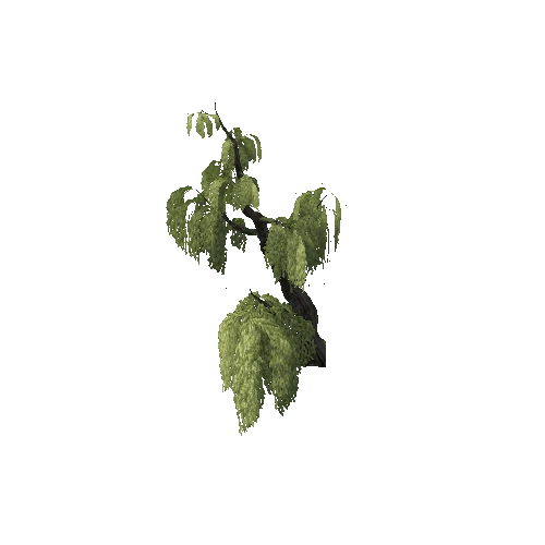 WeepingWillow2_LOD2