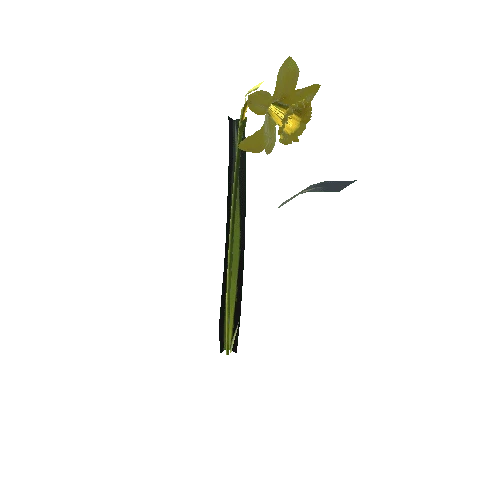 Daffodil