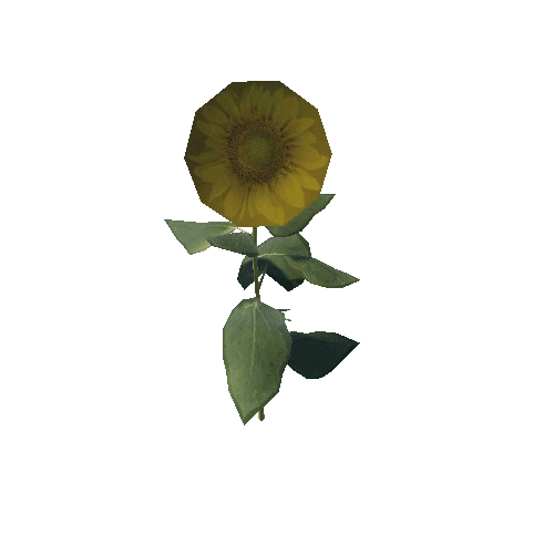 Sunflower02