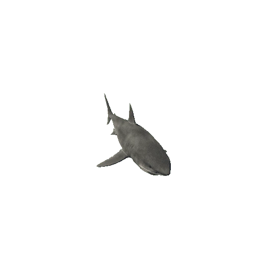 Shark