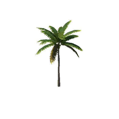 palm1