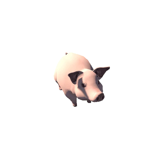 Pig_s1