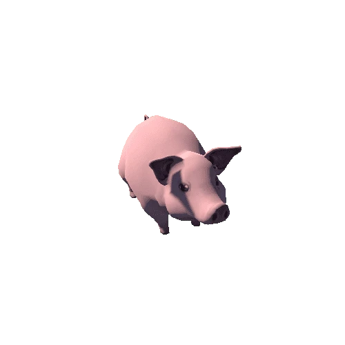 Pig_s7