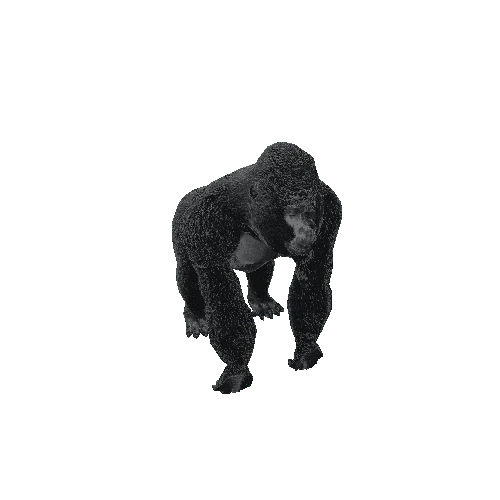 Gorilla