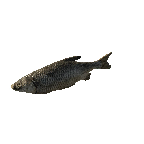 Fish_1