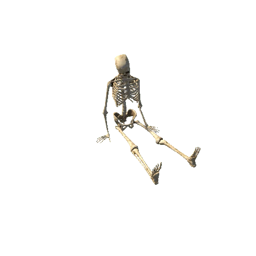 Skeleton_Seated