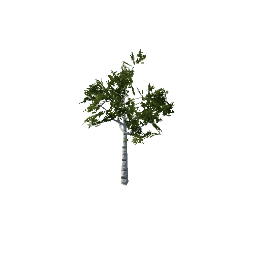 Birch3