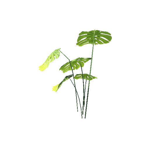 BreadFruitPlant_01_Mesh