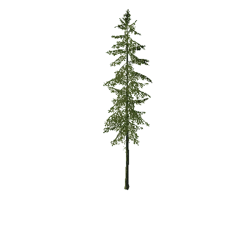 pine1_LOD1