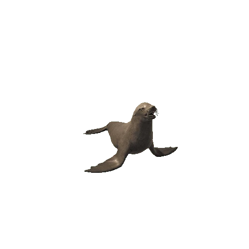 BB_Sea_Lion_SV_RM_HP