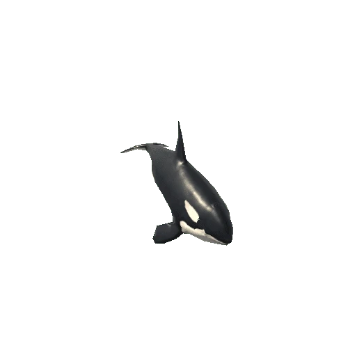 Killer_whale_SV_RM_SLP