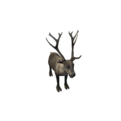 Reindeer_RM_SV