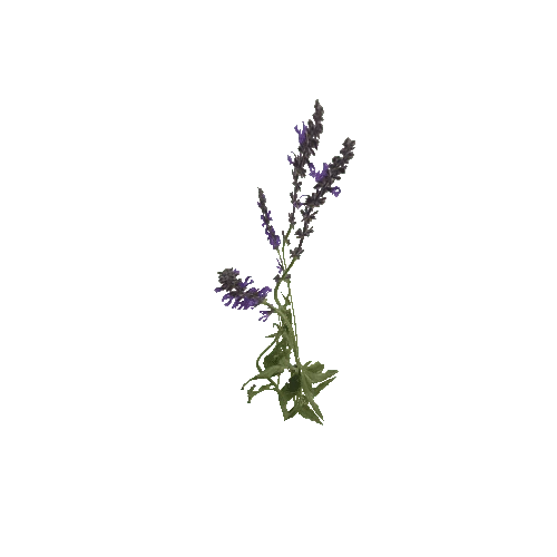 Herb-Agastache1-Occlusion