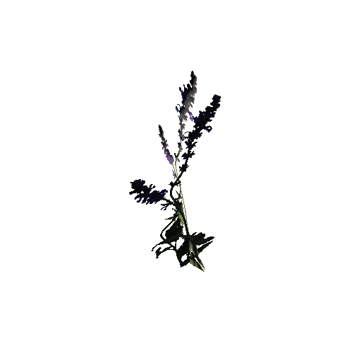 Herb-Agastache1