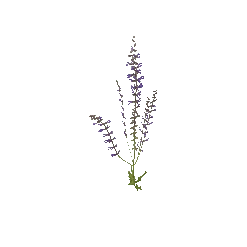 Herb-Agastache2-Occlusion