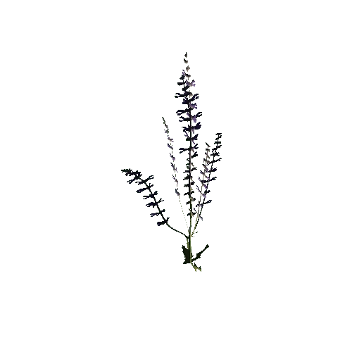 Herb-Agastache2