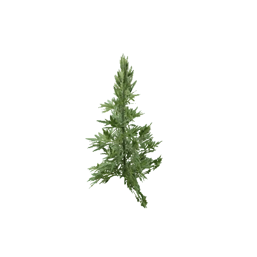 Herb-Artemisia1-Occlusion