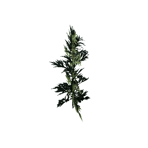 Herb-Artemisia2