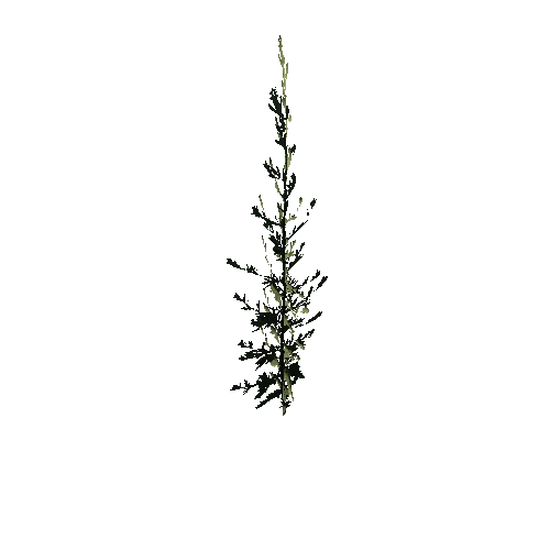 Herb-Artemisia3