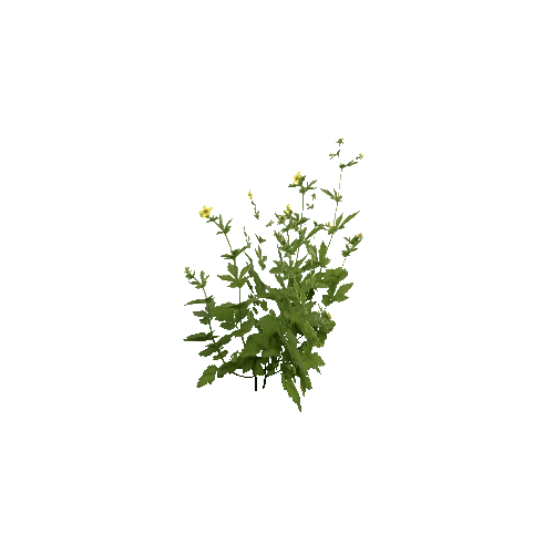 Herb-Buttercup1-Occlusion