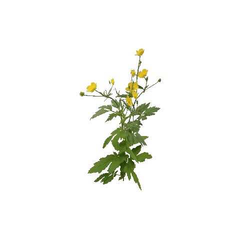 Herb-Buttercup2-Occlusion