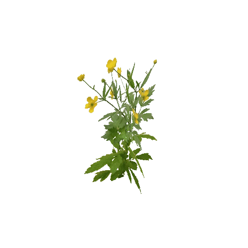 Herb-Buttercup3-Occlusion