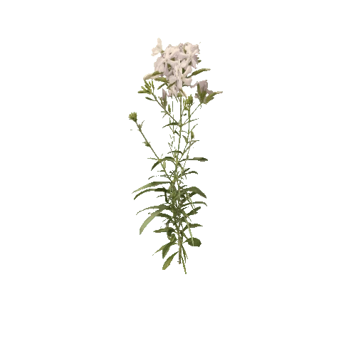 Herb-Centaurium3-Occlusion