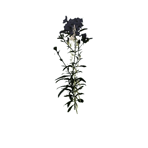 Herb-Centaurium3