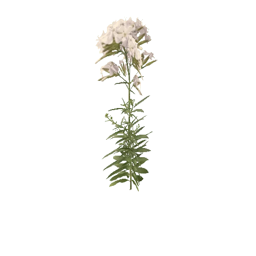 Herb-Centaurium4-Occlusion