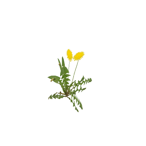 Herb-Dandelion-Occlusion