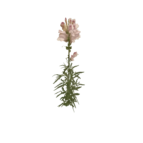 Herb-Linariavulgaris4-Occlusion