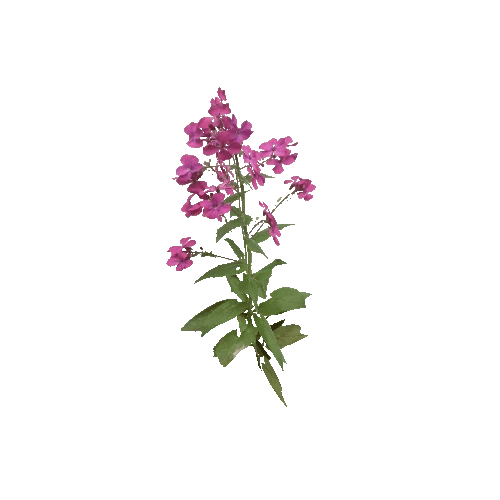 Herb-Lunaria1-Occlusion